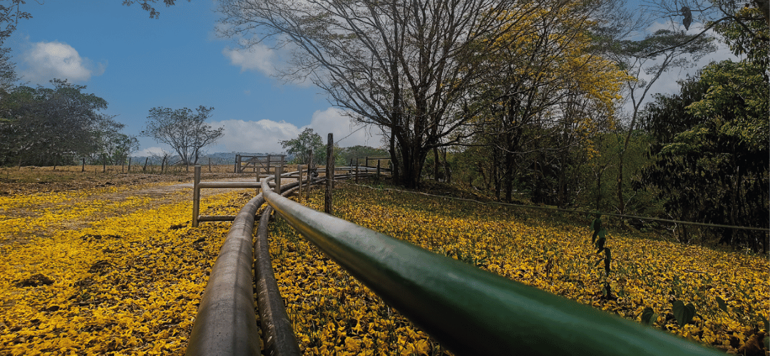 Tubería instalada atravesando un corredor natural arbolado