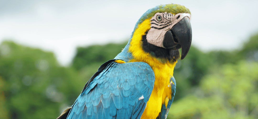 Guacamaya azul y amarilla, biodiversidad presente en las zonas de operación